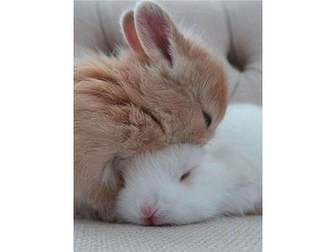 Lop ve cüce tavşanı yavruları