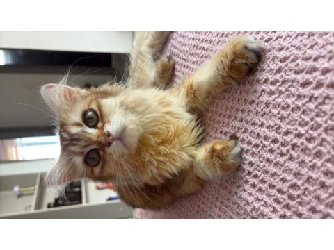 6 aylık golden british longhair