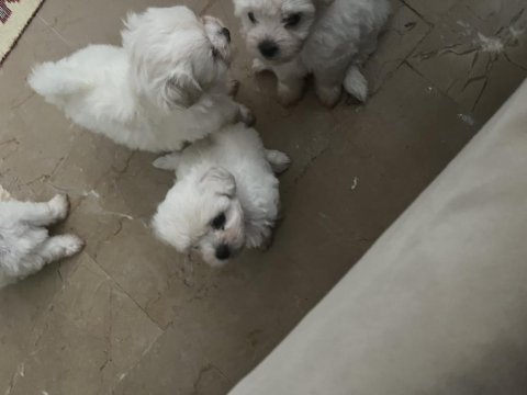 Korekan maltese terrier