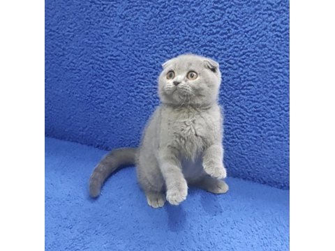 İstanbul içi adrese teslim bulue scottish fold ptırcık
