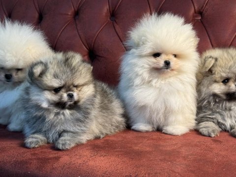 Ayı suratlı pomeranian yavrularımızı canlı görün
