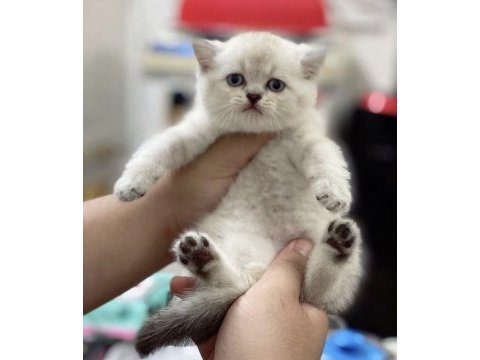 British shorthair silver point yavrularım 