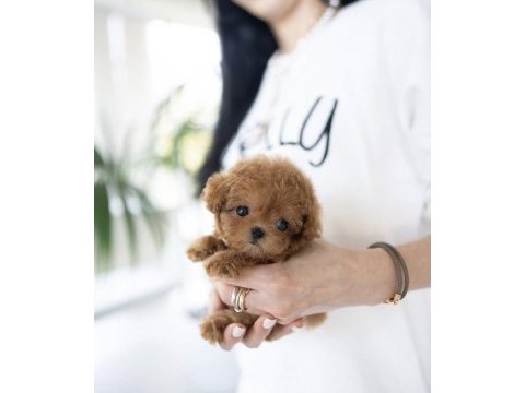 Korean toy poodle yavrularım