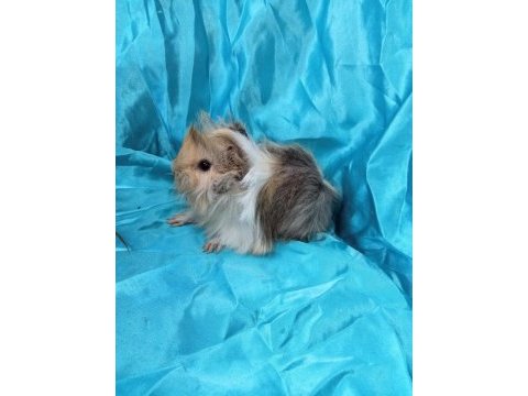 Harika safkan peruvian ginepig yavrular
