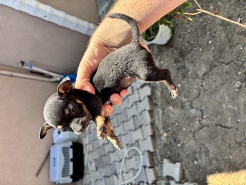 Pinscher yavrularımız
