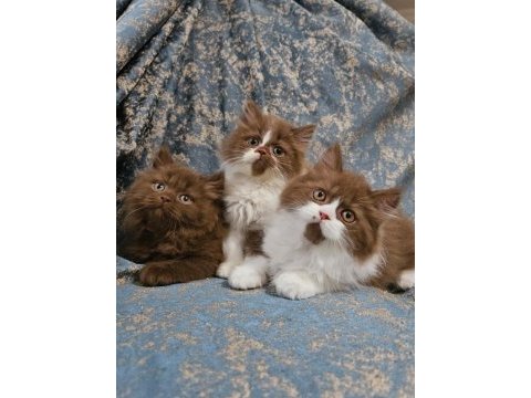 Safkan kahve cinnamon ve cinnamon bıcolor british yavrular