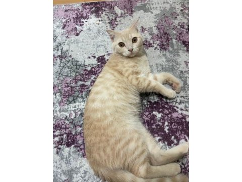 Prensimize yuva arıyoruz british shorthair