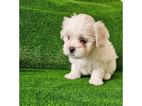Teacup maltese terrier yavrular