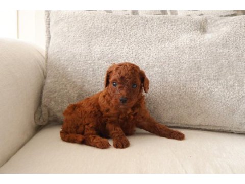 Poodle köpeğimiz yuvaya gitmeye hazırız