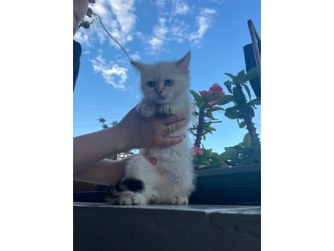 Kuru mama ve tuvalet eğitimli british shorthair
