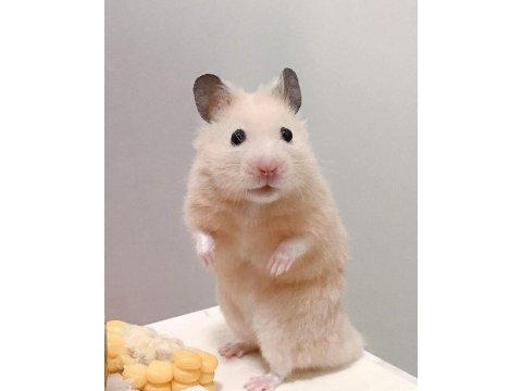 Hamster gonzales yavrularımız heryere gönderim