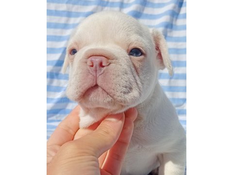 Ankara exotic french bulldog