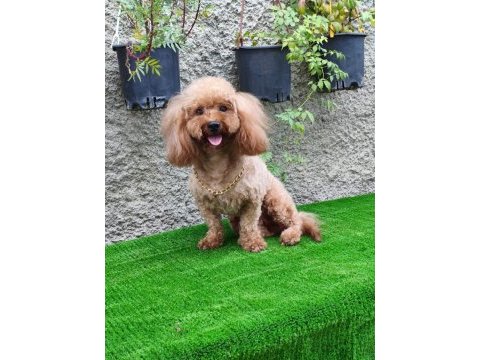 3 yaşında tecrübeli erkek toy poodle