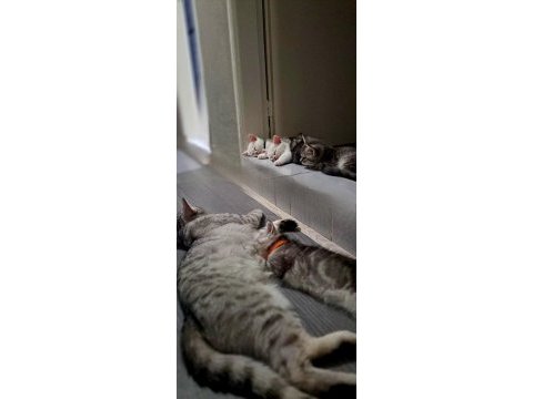 3 şilaĥşör kediler