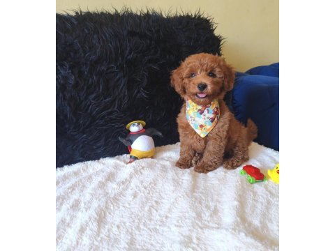 Red toy poodle erkek