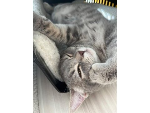 Pişu british shorthair kızımız