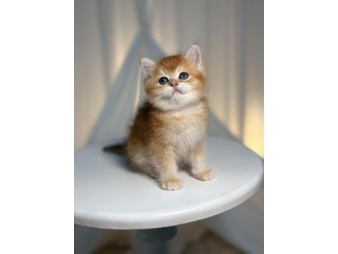 Ny11 golden shaded yakışıklı british shorthair