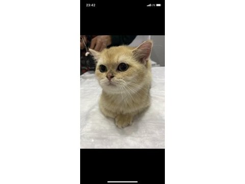 Yavru kedi sahiplendirme british shorthair