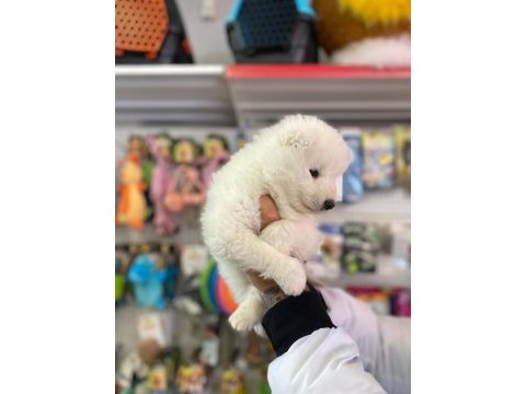 Safkan samoyed yavruları