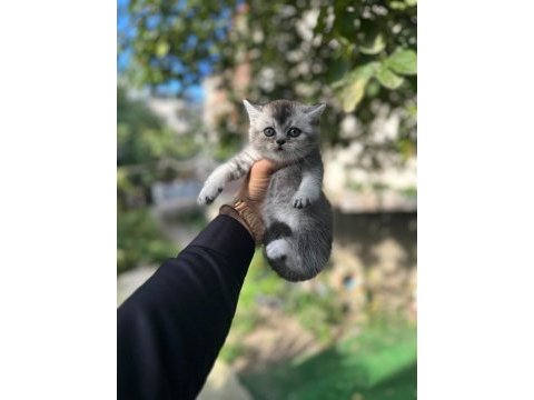A+ kalite british shorthair bebeğimiz