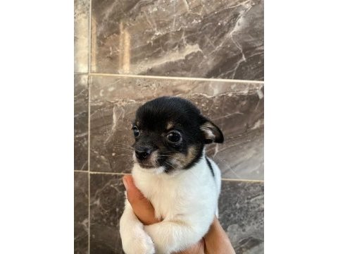 Chihuahua yavru köpeğimiz