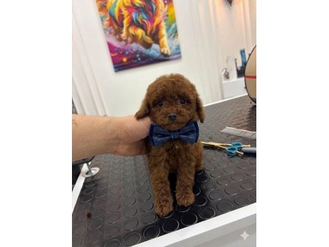 Kore kan ırk ve sağlık garantili erkek yavru poodle