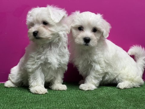 Maltese terrier yavru