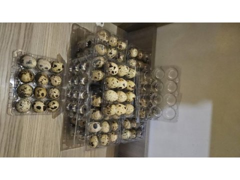 Kuluçkalık bıldırcın yumurtası