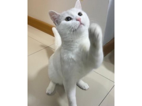 British shorthair 1 yaşında