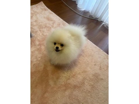 Çok güzel pamuk dişi pomeranian