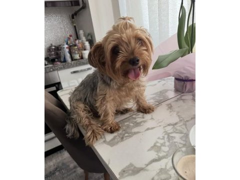 Köpeğimiz için lütfen açıklama okuyun