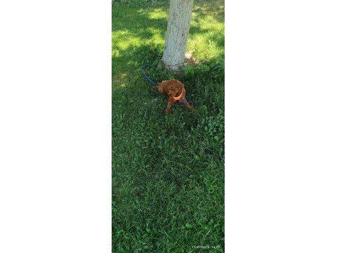 3 aylık toy poodle