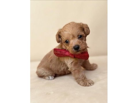 Antialerjenik maltipoo bebekler