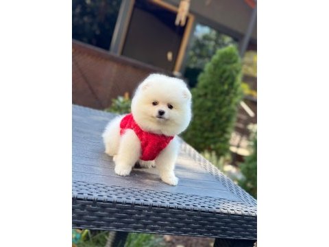 Sağlık ve ırk garantili pomeranian