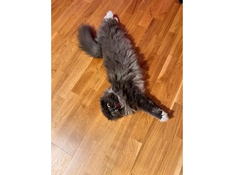 Scottish fold longhair kedimize yeni bir ev arıyoruz
