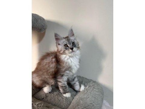Saf kan xxl şecereli maine coon yavruları
