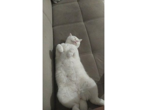 Beyaz british shorthair 1.5 aylık
