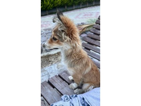Yavru kırma collie ücretsiz