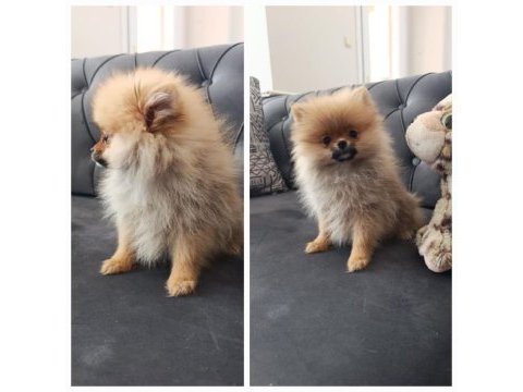 Irk garantılı tea cup pomeranian