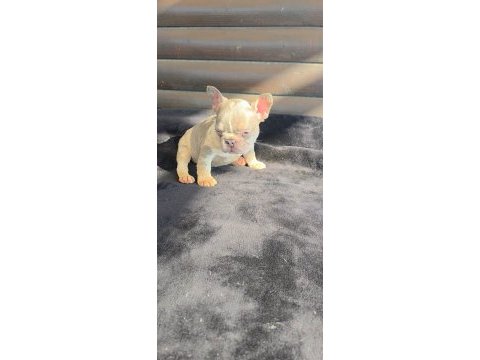 French bulldog köpeğimiz dişi