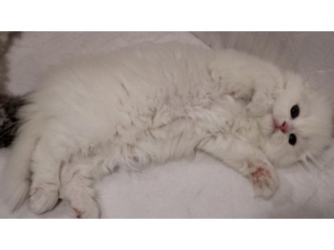 Muhteşem scottish fold longhair