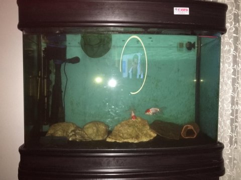Satılık ithal temiz mobilyalı akvaryum full+full