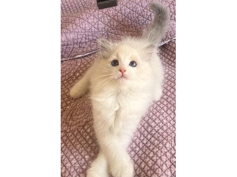 Ragdoll yavruları