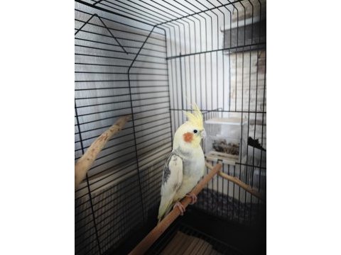 Kızgın erkek 2.5 yaşında sultan papağanı