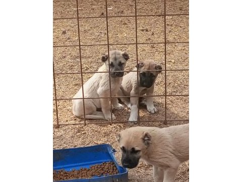Mükemmel ırk safkan kangal yavruları