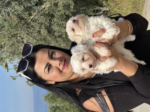 Safkan ufacık maltese terrier yavrularımız