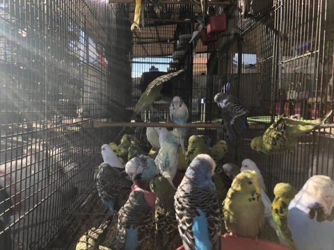 Eğitime açık muhabbet kuşu ve damızlıklar