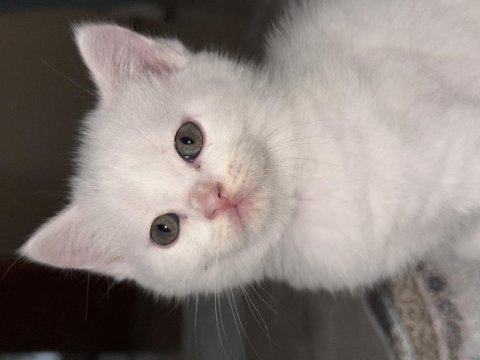 British shorthair beyaz yavrular