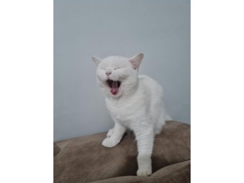 18 ağustos doğumlu scottish fold yavru
