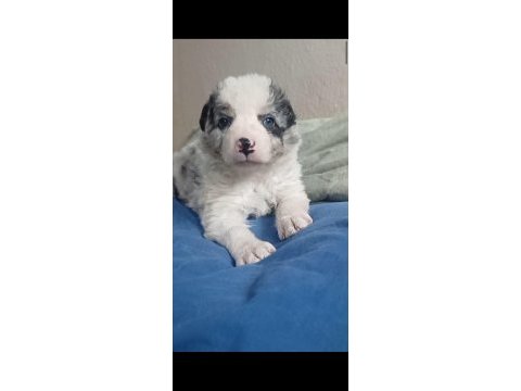 Blue merle border collie